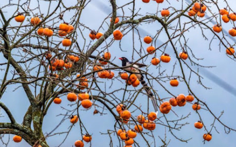 柿子產季時間