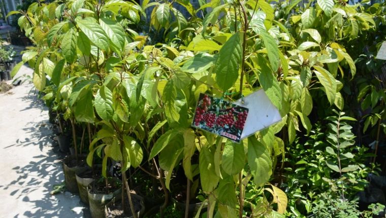 樹葡萄樹苗購買