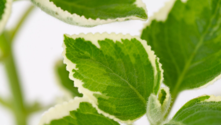 斑葉左手香照顧