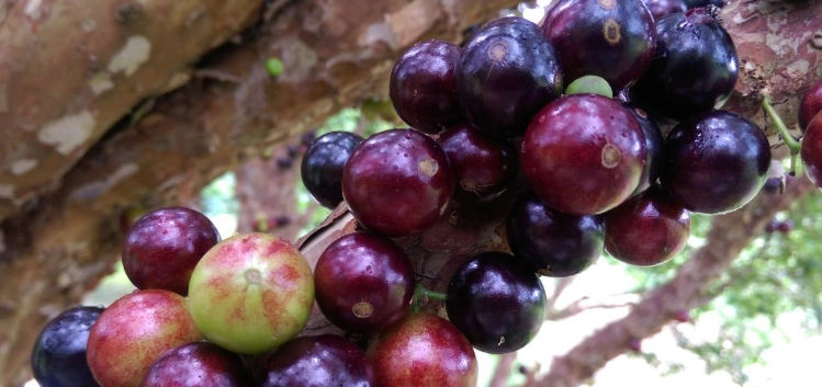 樹葡萄品種