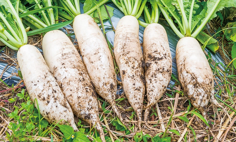 蘿蔔乾製作技巧