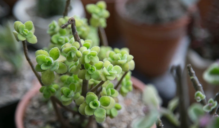 植物木質化處理