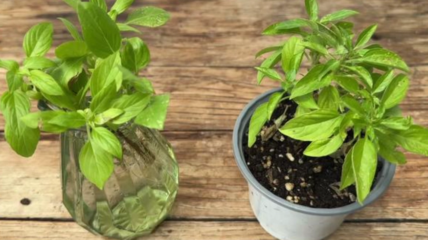 九層塔種植方法