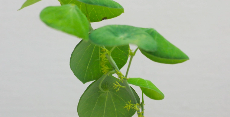 植物光照需求 植物光照需求