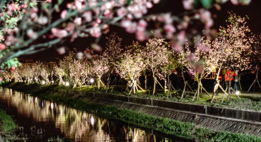 夜櫻景點 夜櫻景點