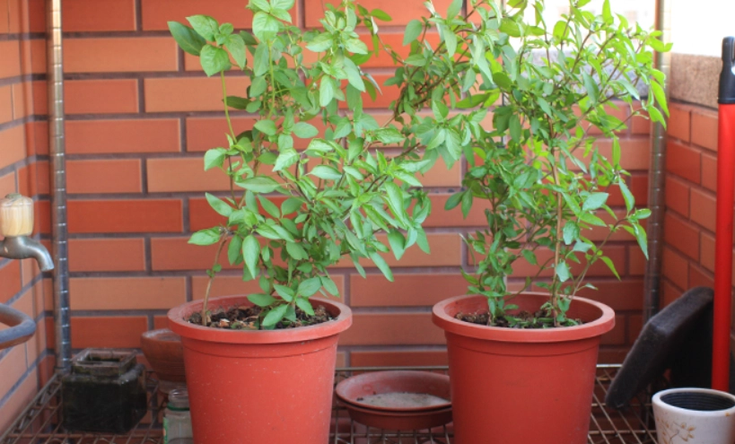 九層塔種植方法