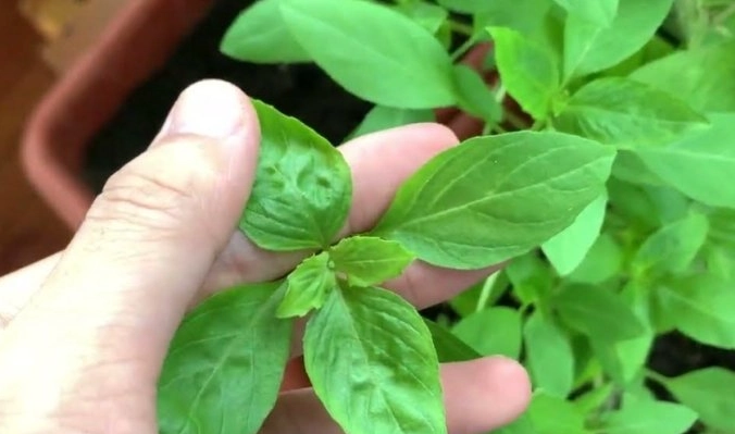 九層塔採收時機