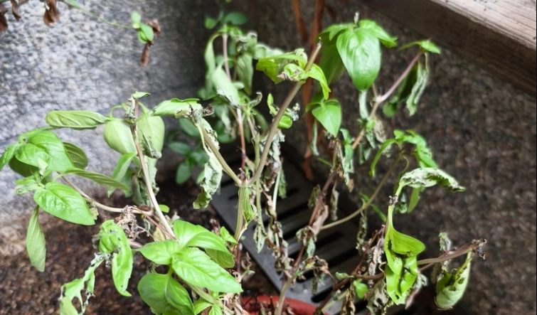 九層塔葉子下垂處理 九層塔葉子下垂處理