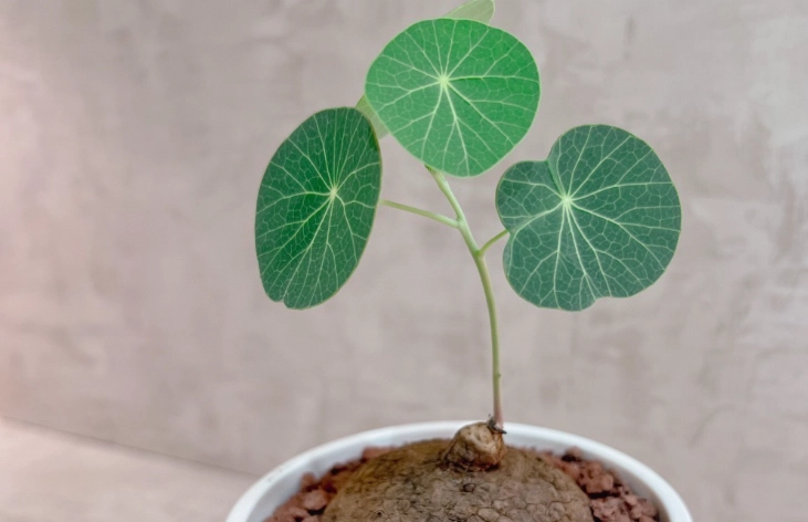 原葉山烏龜 繁殖