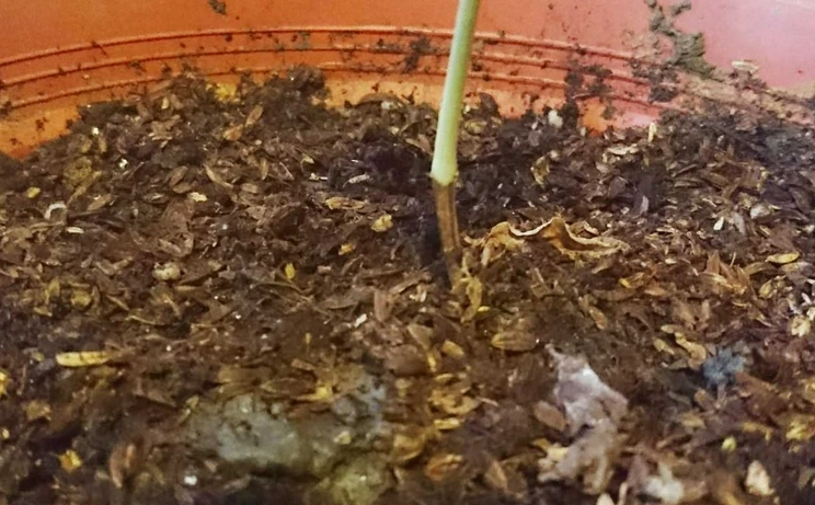 九層塔種植土壤 九層塔種植土壤