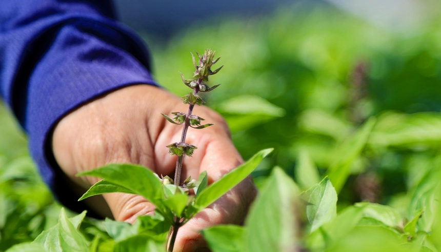 九層塔採收時機