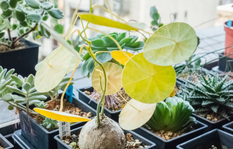 原葉山烏龜 養護