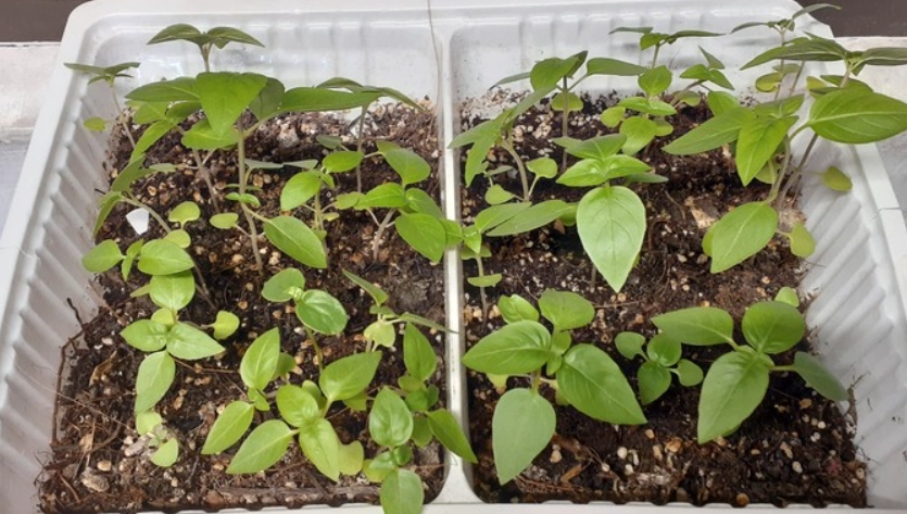 九層塔葉子變黃