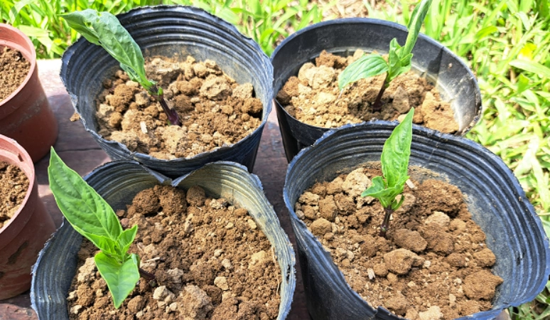 九層塔肥料選擇