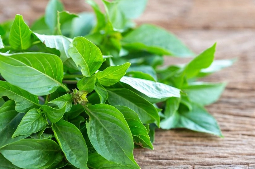 九層塔葉子採收