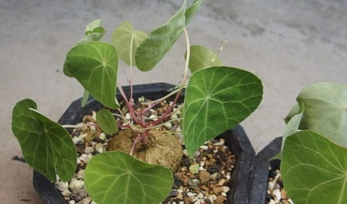 圓葉山烏龜養護 圓葉山烏龜養護