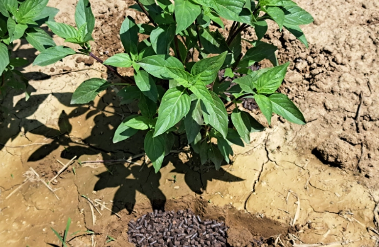 九層塔施肥方法