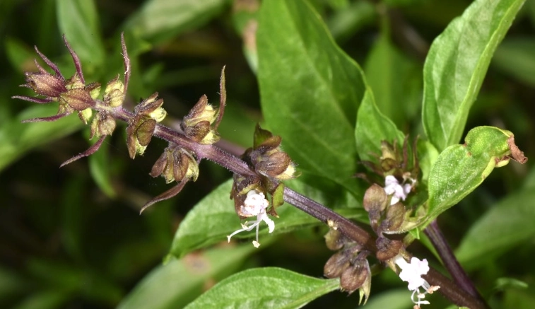 九層塔開花後處理