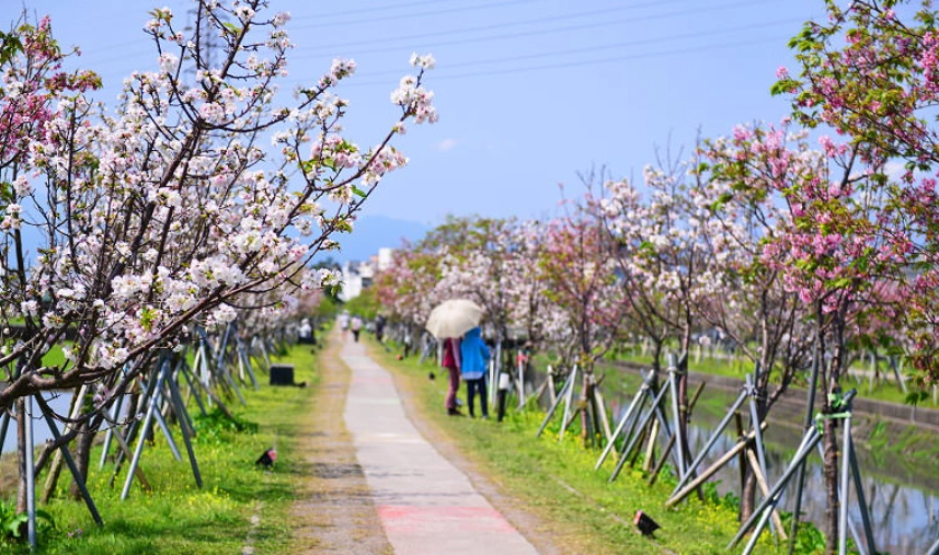 宜蘭賞櫻景點