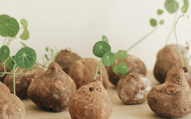 植物光照需求 植物光照需求