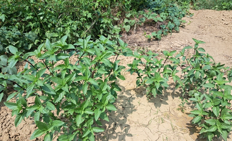 九層塔施肥方法