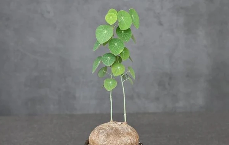 圓葉山烏龜養護 圓葉山烏龜養護