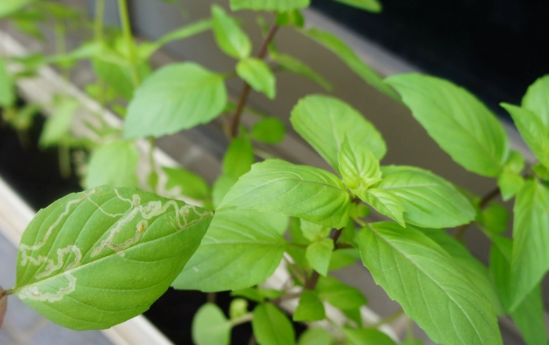 九層塔栽培季節