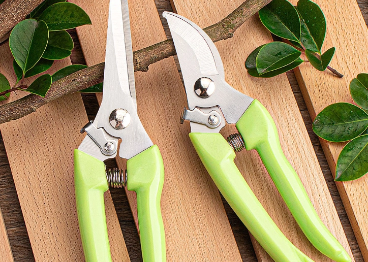 九層塔種植方法 九層塔種植方法