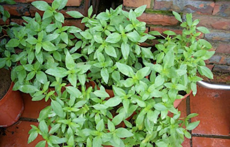 九層塔施肥方法