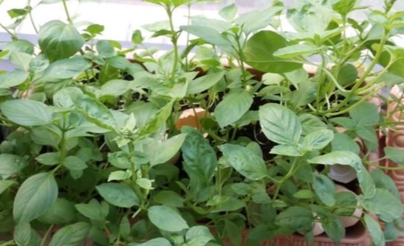 九層塔種植時間