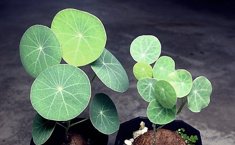 植物光照需求 植物光照需求