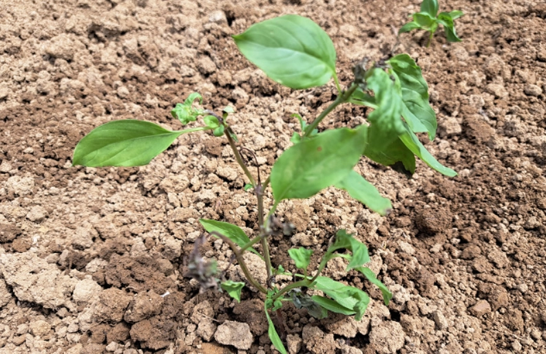 九層塔葉子變黃