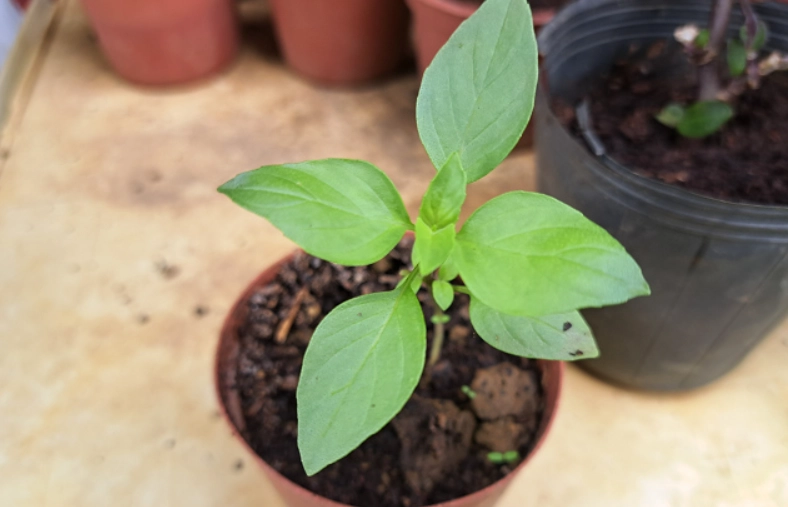 九層塔養護技巧 九層塔養護技巧