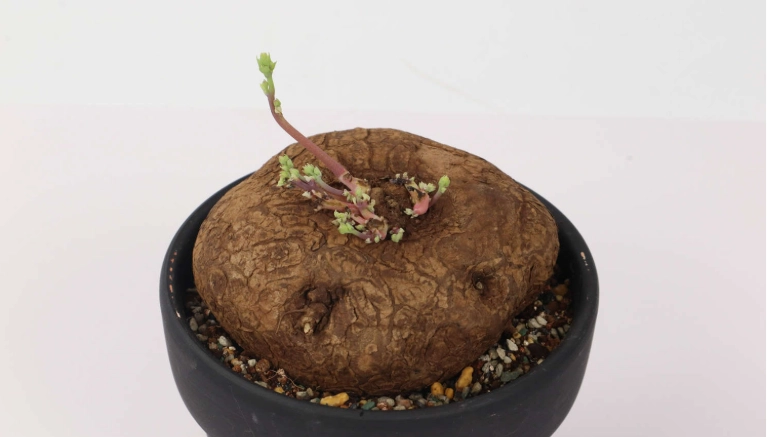 山烏龜休眠跡象