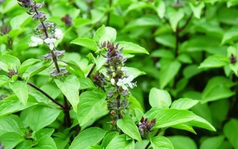 九層塔開花後處理