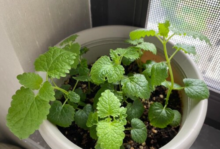 九層塔施肥方法