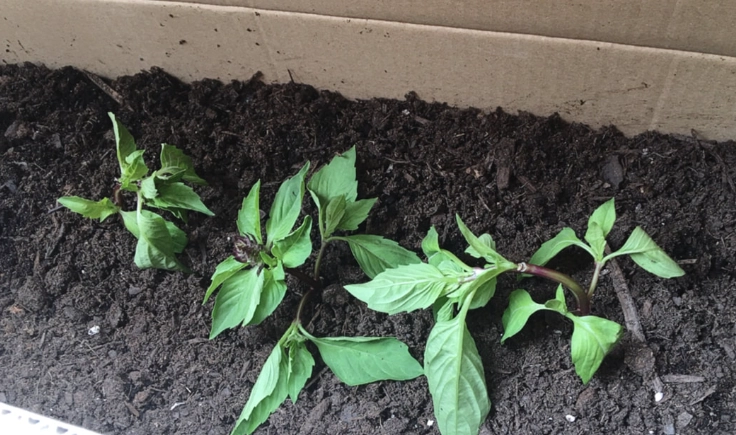 九層塔換盆方法 九層塔換盆方法