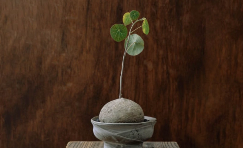 稀有山烏龜品種