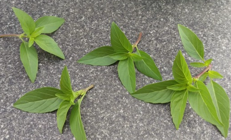 九層塔採收方法