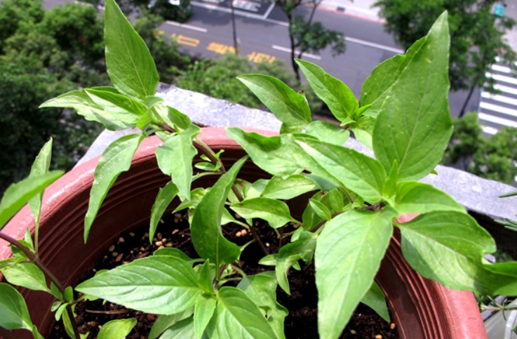 九層塔葉子下垂原因 九層塔葉子下垂原因