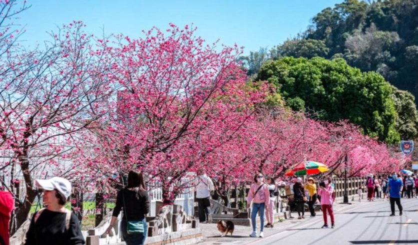 台灣櫻花季花況 台灣櫻花季花況