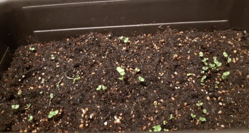 九層塔種子種植