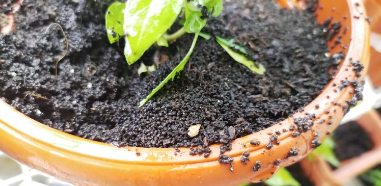 九層塔土壤改良 九層塔土壤改良