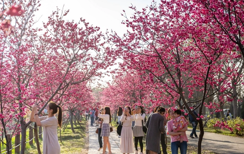 櫻花公園賞花攻略 櫻花公園賞花攻略