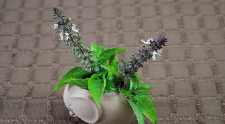 九層塔種植方法