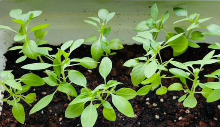 九層塔種植方法