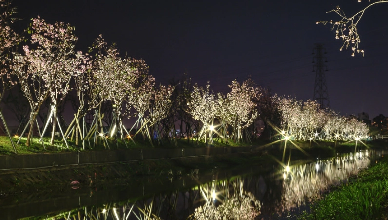 宜蘭賞櫻 宜蘭賞櫻