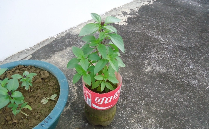 九層塔土壤改良 九層塔土壤改良