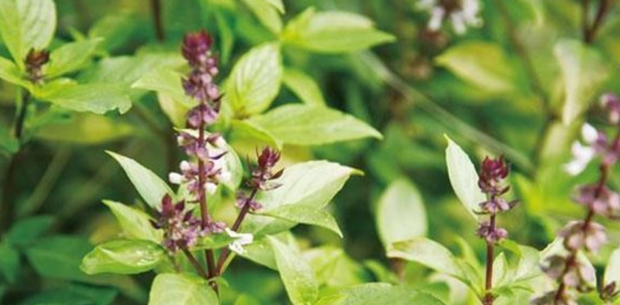 九層塔種植技巧