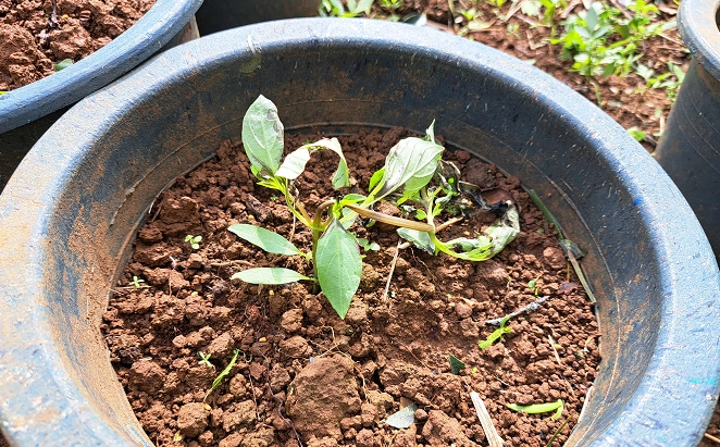 九層塔如何種 九層塔如何種